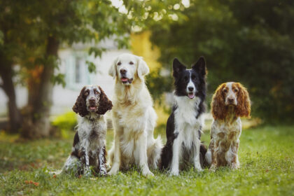 4 chiens assis côte à côte dans l'herbe et appartenant à des races de chiens différentes.