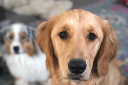 1 chiot berger australien assis avec un adulte golden retriever qui nous regardent. En arrière-plan un autre chiot berger australien