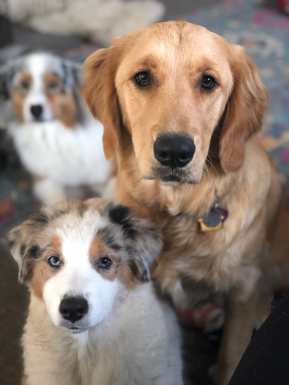 1 chiot berger australien assis avec un adulte golden retriever qui nous regardent. En arrière-plan un autre chiot berger australien