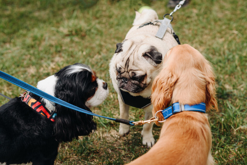 3 chiens se rencontrent face à face. Un moment de socialisation nécessaire à leur bien-être