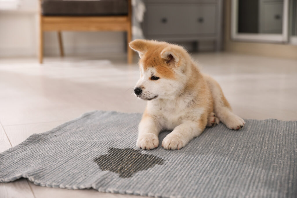 Chiot akita a uriné sur un tapis et reste couché dessus, devant la marque. Il apprend encore la propreté.