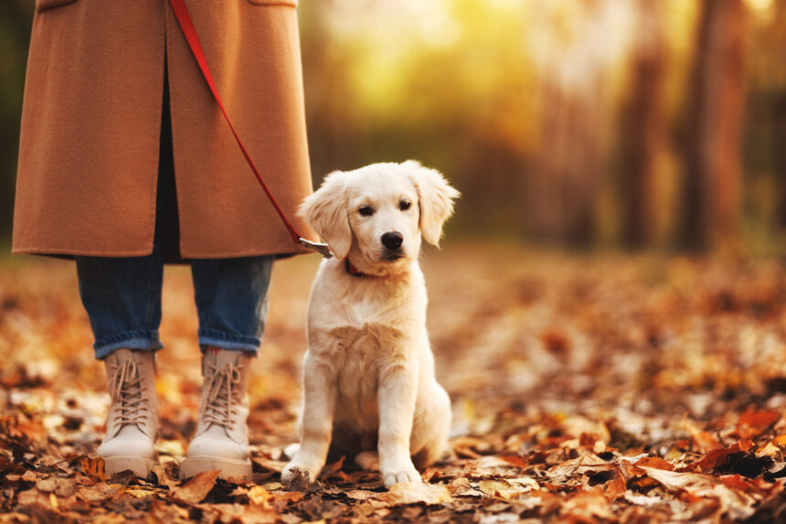 Chiot golden retriever assis dans les feuilles à côté des jambes de sa propriétaires. Attend qu'on lui proprose un jeu au cours de sa balade