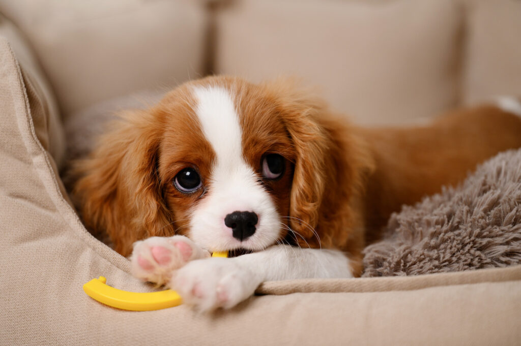 Un chiot cavalier king charles couché dans un panier et tenant dans la gueule un jouet. Il s'agit de l'espace du chien, très important pour qu'il se sente en sécurité