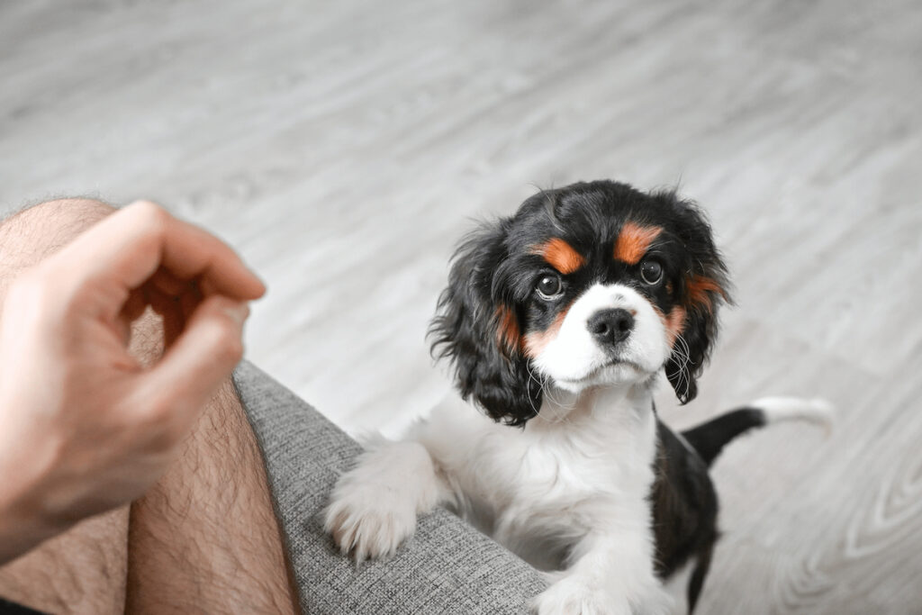 Un chiot cavalier king charles debout avec les pattes posées sur le canapé. La main du propriétaire semble indiquer qu'il l'appelle. Après l'accueil du chiot, place à son éducation en douceur.