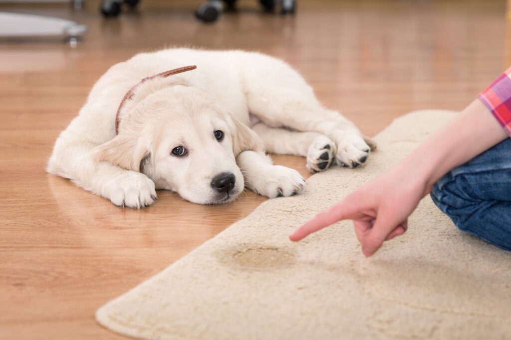 Un chiot golden retriever est couché sur le sol. Une main pointe du poids le marque d'urine qu'il a faite sur le tapis près de lui. Une technique sans aucun effet pour l'apprentissage de la propreté chez le chiot.