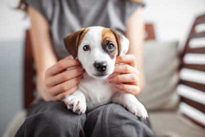 Chiot jack russel couché sur les genoux de sa propriétaire qui a ses mains de chaque côté de sa tête. Une manière d'accueillir l'animal dans les premiers jours