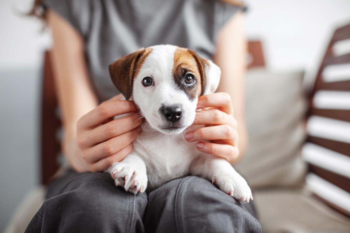 Chiot jack russel couché sur les genoux de sa propriétaire qui a ses mains de chaque côté de sa tête. Une manière d'accueillir l'animal dans les premiers jours
