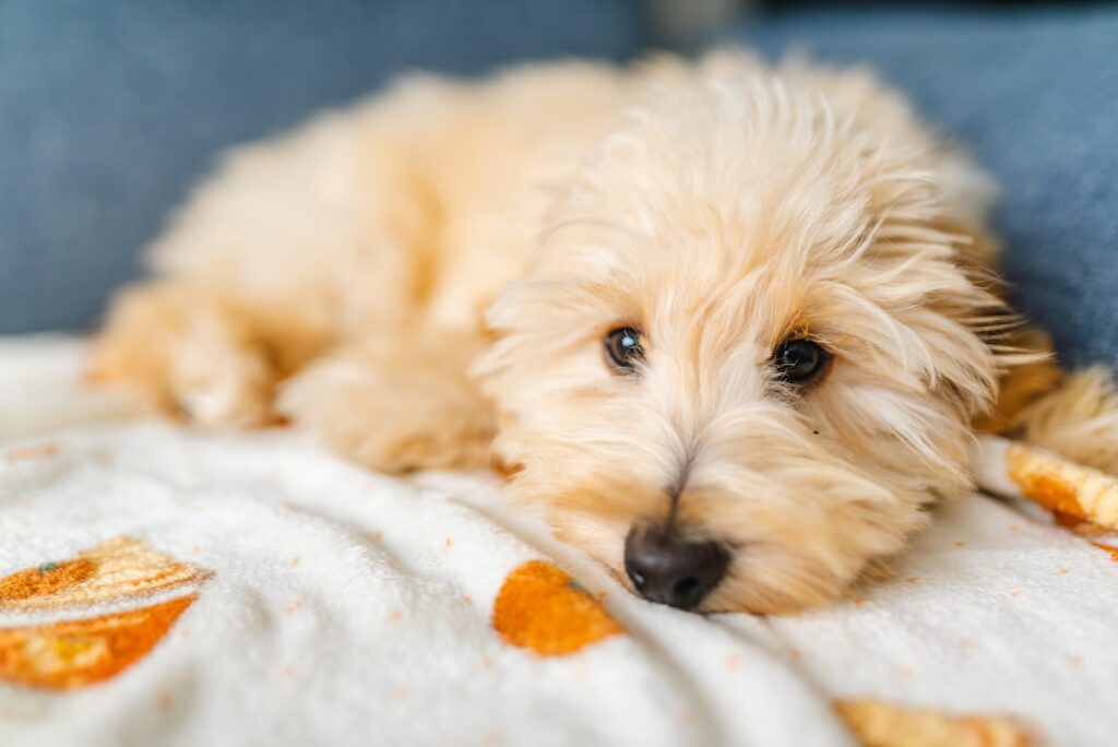 Un chiot allongé sur une couverture au regard interrogatif