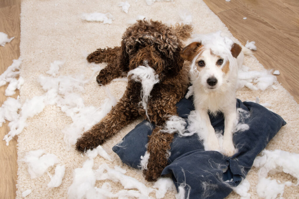 Deux chiens couchés sur un tapis et entourés du rembourrage d'un coussin qu'ils ont déchiré. Les promenades permettent de limiter les comportements destructeurs.