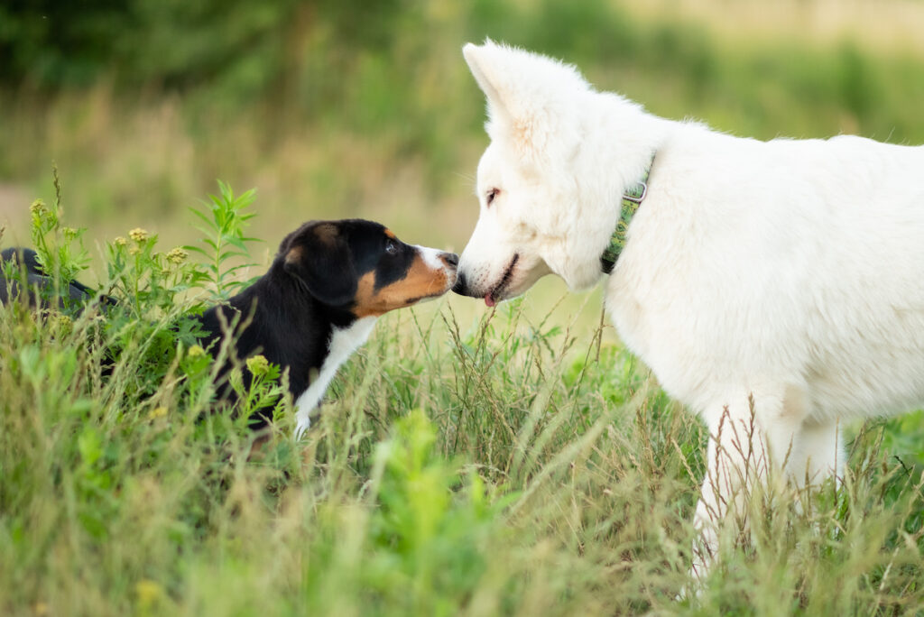 Deux chiots se reniflent le museau. Une étape importe après l'accueil du chiot afin de le socialiser en douceur