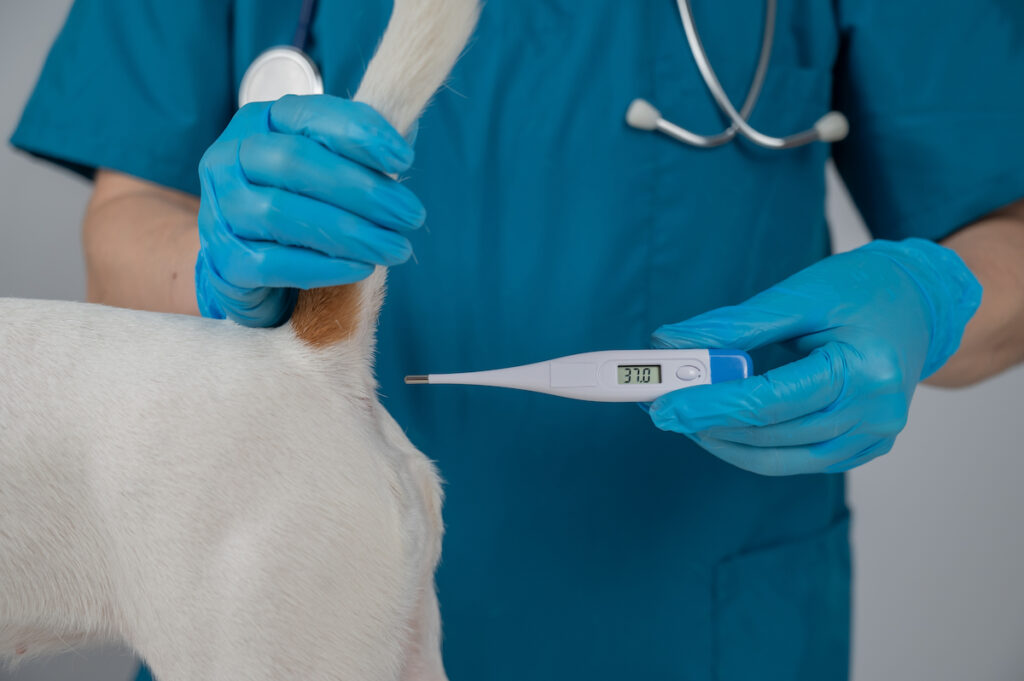 Les mains d'un vétérinaire avec des gants s'apprêtent à insérer le thermomètre dans le rectum d'un chien afin de s'assurer qu'il n'a pas de fièvre