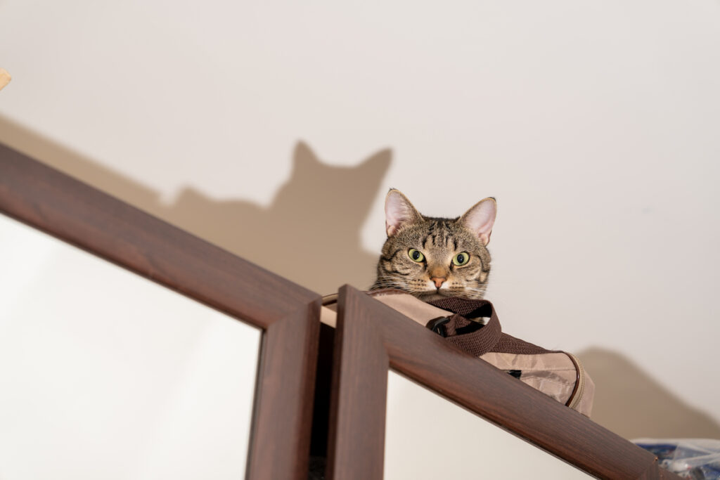 Un chat est couché tout en haut d'un meuble, il regarde vers le bas. On voit l'ombre de sa tête avec ses oreilles sur le plafond. Êtr en hauteur lui permet de surveiller et de se sentir en sécurité.