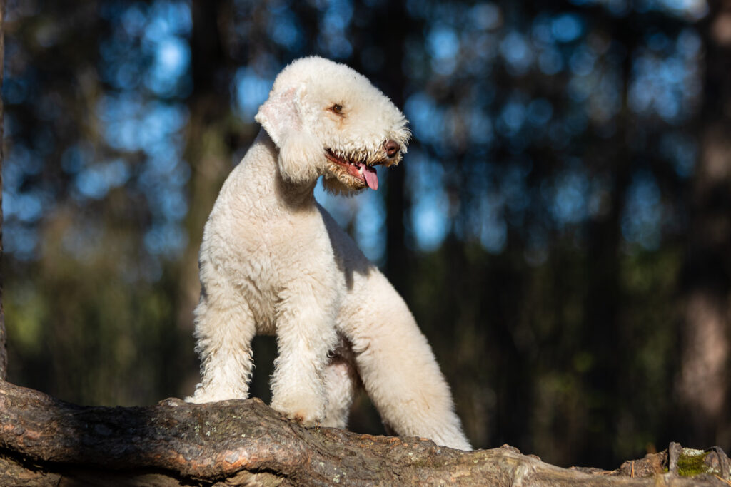 Un chien de race bedlington debout, les pattes avant sur un tronc d'abre, il regarde au loin. Il est considéré comme étant hypoallergénique.