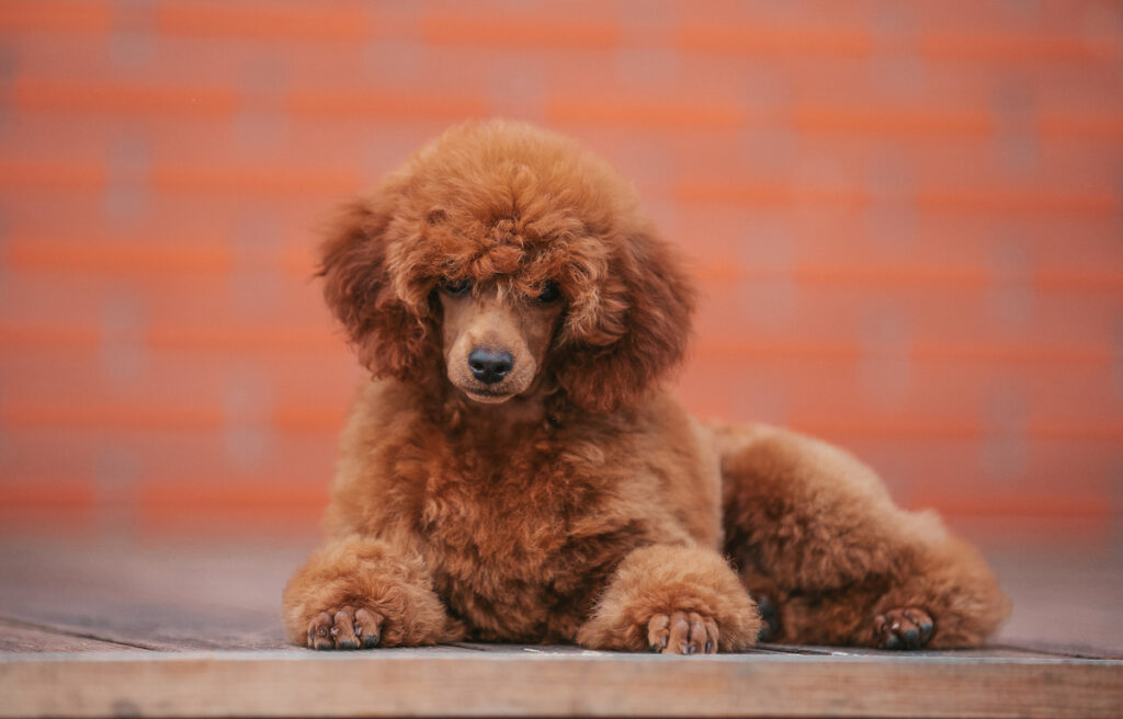 Un chien caniche couché dehors sur le sol