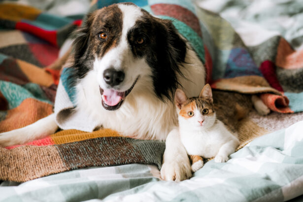 Un chien et un chat couchés ensemble sous une couverture. Ils peuvent donc s'entendre.