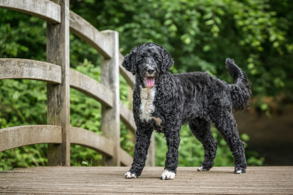 Un chien d'eau portugais debout sur un pont en bois. La race fait partie des chiens hypoallergéniques.