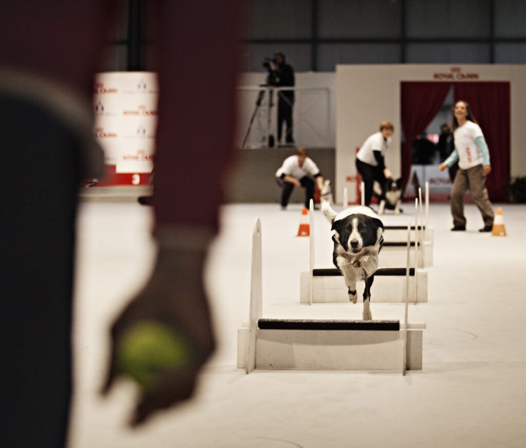 Un chien franchi les différents haie, à moitié visible de dos du parcours en direction de son propriétaire qui l'attend au bout à moitié visible de dos
