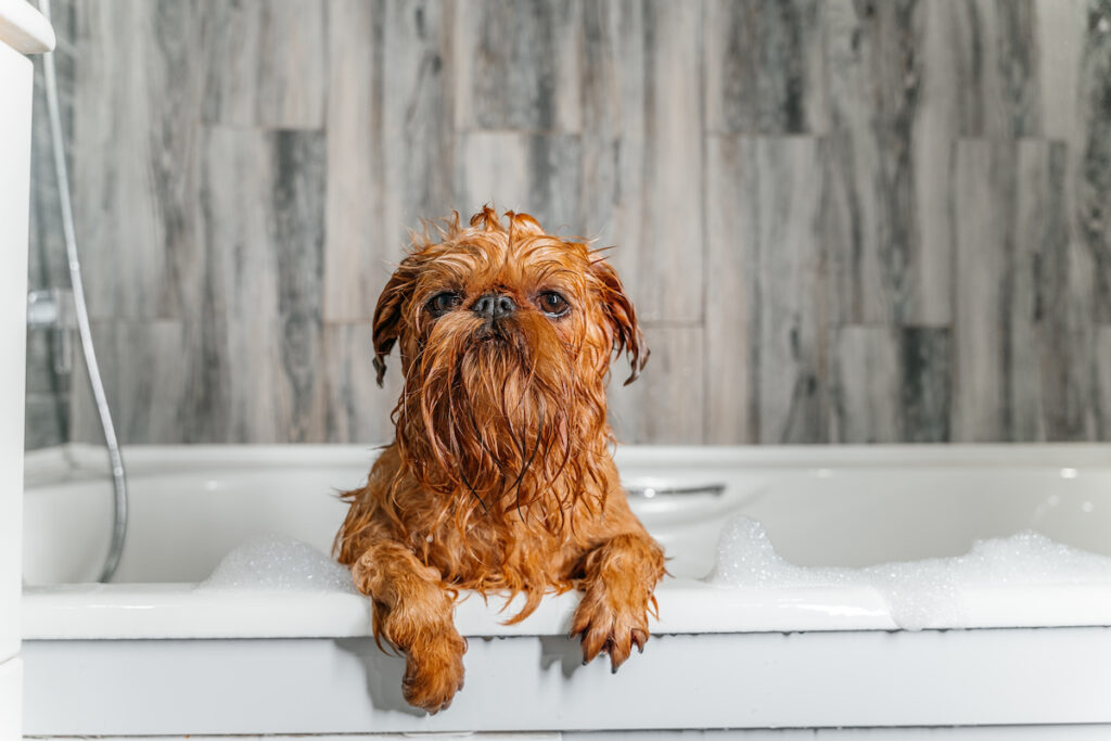 Chien de race griffon de Bruxelles dans une baignoire avec de la mousse qui dépasse. Il a l'air serein et pose ses pattes sur le rebord en nous regardant.