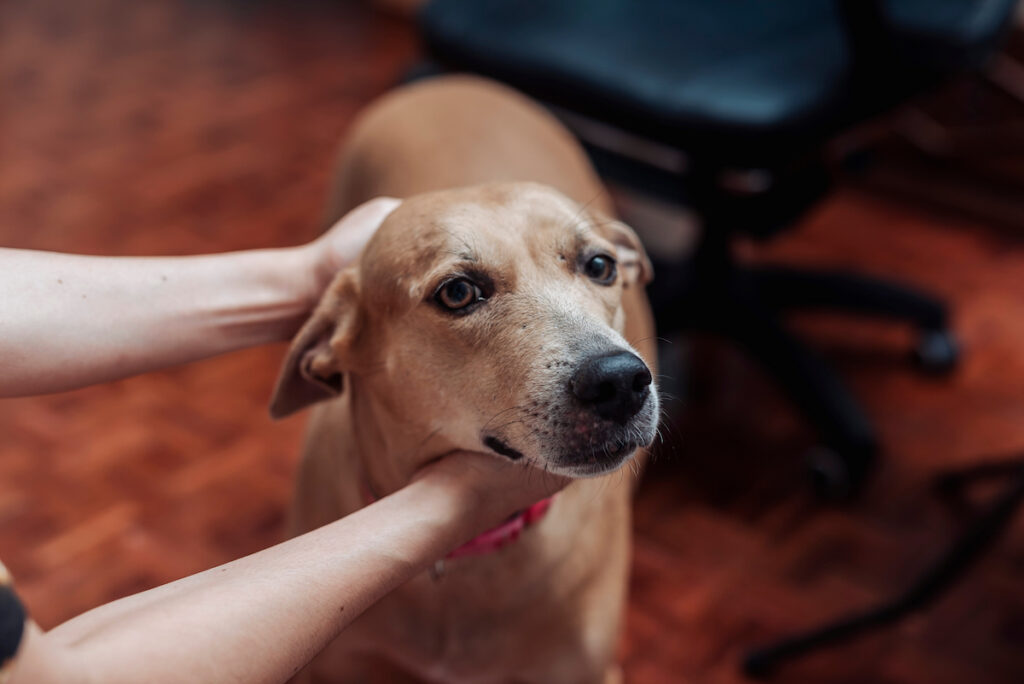 Un chien est tenu au niveau du cou par deux bras. Le chien a le regard fixe et reste figé, il semble mal à l'aise