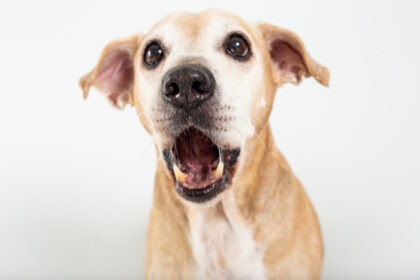 Photo portrait d'un chien qui a la gueule ouverte, comme s'il parlait avec son langage canin
