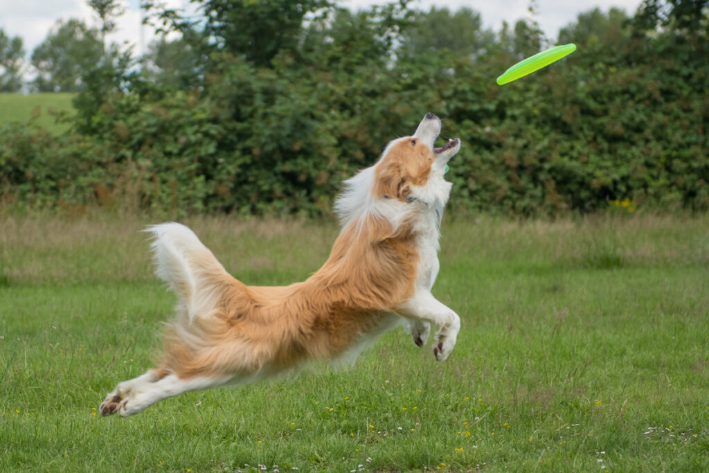 Un chien saute pour attraper un frisbee en l'air.