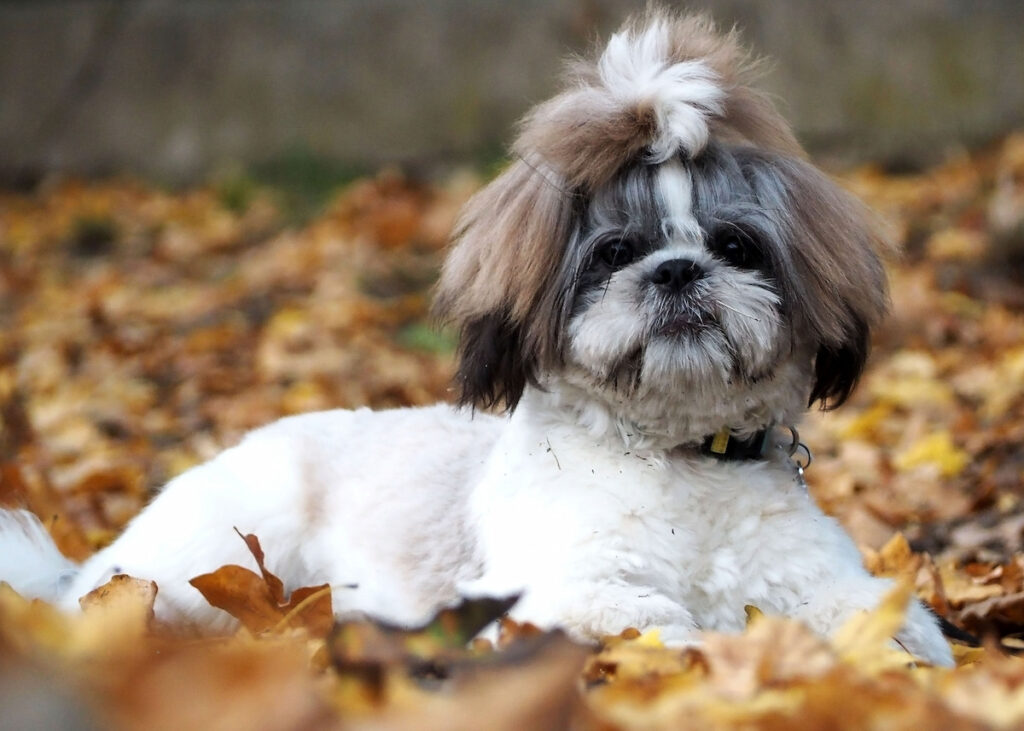 Chien shih tzu couché dans l'herbe avec une houpette sur la tête pour maintenir ses poils.Il fait partie des chiens hypoallergéniques.
