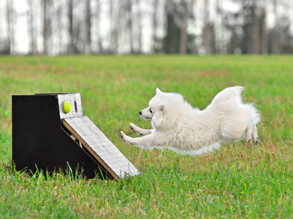 Un chien de type spitz en plein saut, les pattes tendues vers l'avant afin d'atterrir sur la plateforme de flyball qui tient une balle.