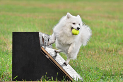 Un chien de type spitz, a les pattes sur la plateforme qui tient la balle. Il a attrapé la balle, la tient dans la gueule et s'apprête à repartir pour terminer son parcours de flyball.