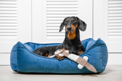 Chien teckel est couché sur son coussin et regarde de façon interrogative, comme pour dire "Pourquoi vous vous demandez pourquoi je tourne en rond avant de dormir ?" !