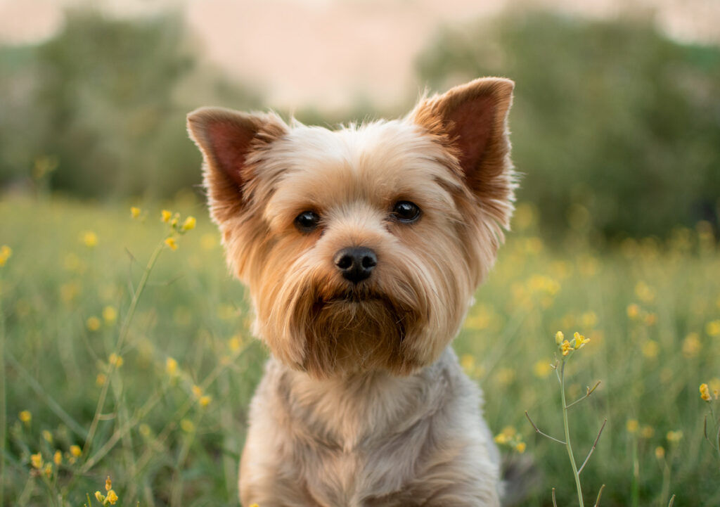 Portrait d'un chien yorkshire entouré d'herbe et de fleurs. Il est considéré comme étant hypoallergénique.