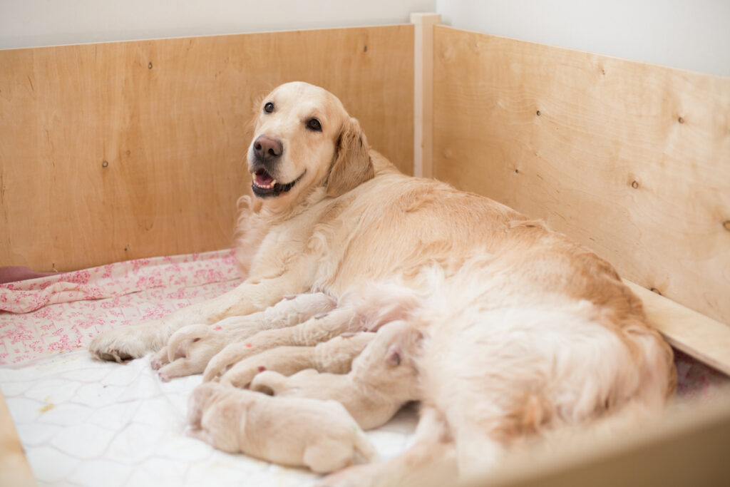 Une chienne golden retriever allaite ses chiots. Elle est encadrée par des rebord en bois pour préserver son intimité et assurer la sécurité des chiots.
