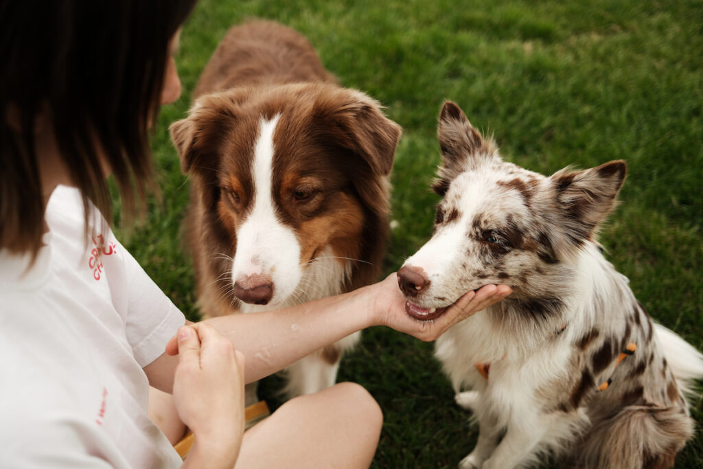 Deux chien de type berger australien et border collie sont face à une femme accroupie devant eux. Elle a sa main posé sous la gueule de l'un d'eux. Ces deux races de chiens peuvent être porteuses du gène MDR1