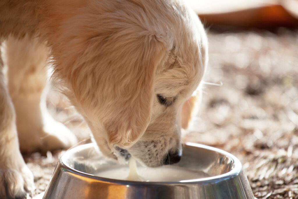 Un chiot golden retriever boit du lait dans une gamelle, cela est pourtant déconseillé après le sevrage.