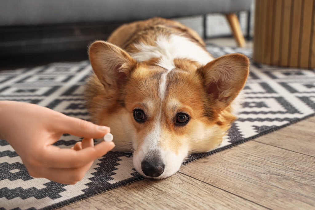 Un chiot corgi allongé sur le tapis d'un salon et qui regarde une gélule d'un médicament tendue par une main face à lui. L'antipuce comme le vermifuge peuvent être administrés sous forme de comprimé.