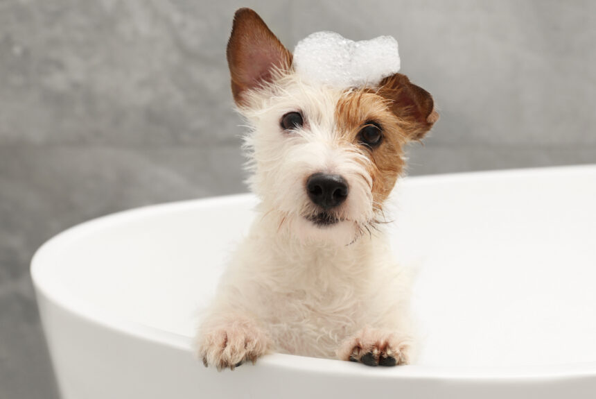 Chiot parson russel dans une baignoire avec les pattes posées sur le rebord et de la mousse sur le haut de la tête.