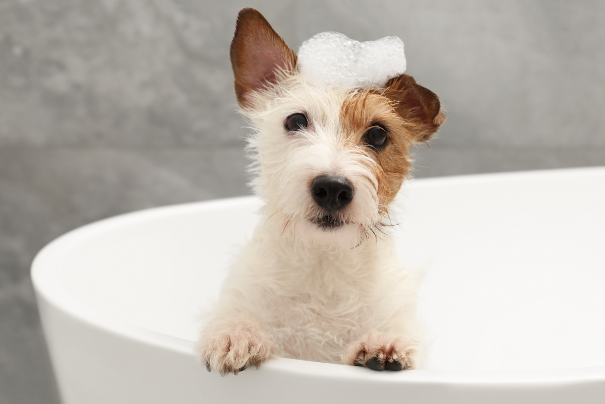 Chiot parson russel dans une baignoire avec les pattes posées sur le rebord et de la mousse sur le haut de la tête.
