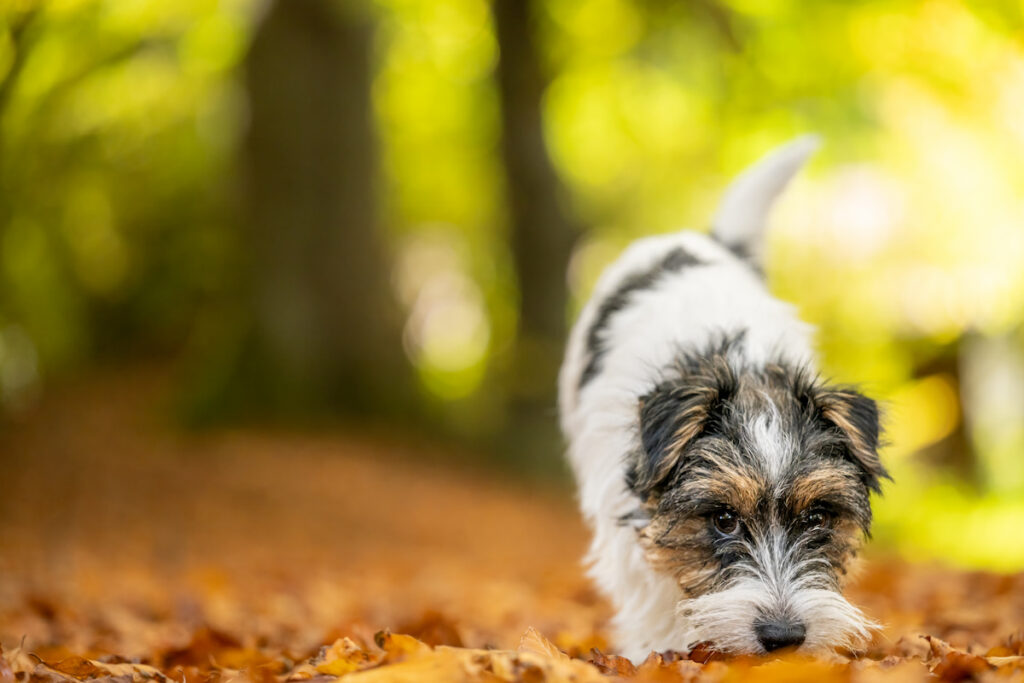Un chien parson russel renifle au sol des feuilles en forêt et nous regarde en même temps. Il fait du mantrailing.