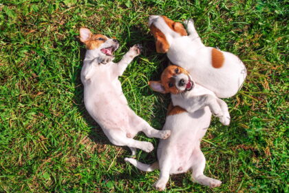 3 chiots de race jack russel se roulent dans l'herbe. Raison pour laquelle l'administration régulière d'un antipuce et d'un vermifuge est essentiel.