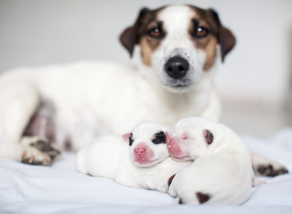 3 chiots nouveaux nés (yeux encore fermés) couchés les uns sur les autres avec leur mère derrière eux regard face objectif. Certains parasites peuvent transmis par la mère.