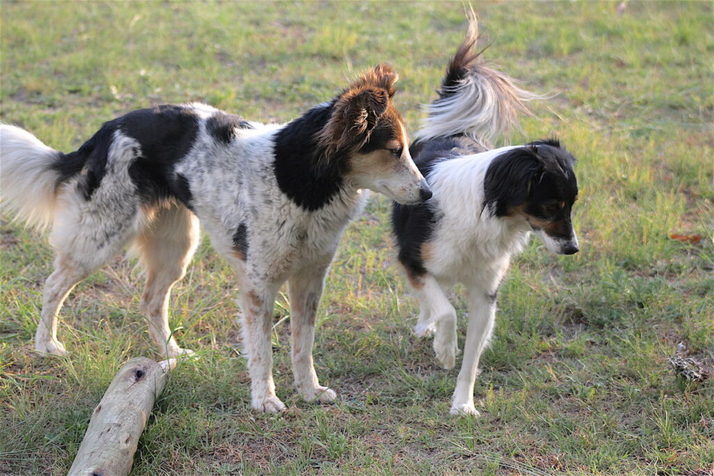 Deux chiens sont debout côte à côte dans l'herbe. L'un regarde en direction de l'autre chien qui, lui, détourne le regard et reste comme figé, une patte relevé. Il émet des signaux d'apaisement.