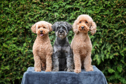 3 chiens hypoallergéniques assis côte à côte sur un support surelevé. Ils 'agit de 2 caniches et d'un schnauzer