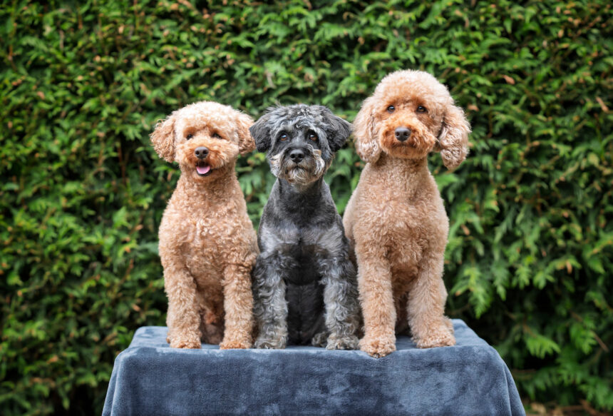 3 chiens hypoallergéniques assis côte à côte sur un support surelevé. Ils 'agit de 2 caniches et d'un schnauzer