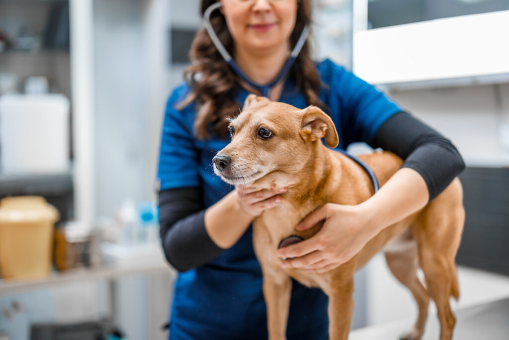 Un chien est debout sur une table d'auscultation. Une vétérinaire le tient et pose son stéthoscope au niveau de son poitrail pour détecter un éventuel problème cardiaque ou pulmonaire.