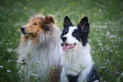 Un chien de race border au premier plan puis derrière lui un chien de race shetland qui regardent tous les 2 attentivement dans la même direction. Ces deux races sont concernées par la mutation MDR 1.