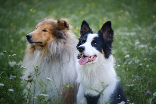 Un chien de race border au premier plan puis derrière lui un chien de race shetland qui regardent tous les 2 attentivement dans la même direction. Ces deux races sont concernées par la mutation MDR 1.