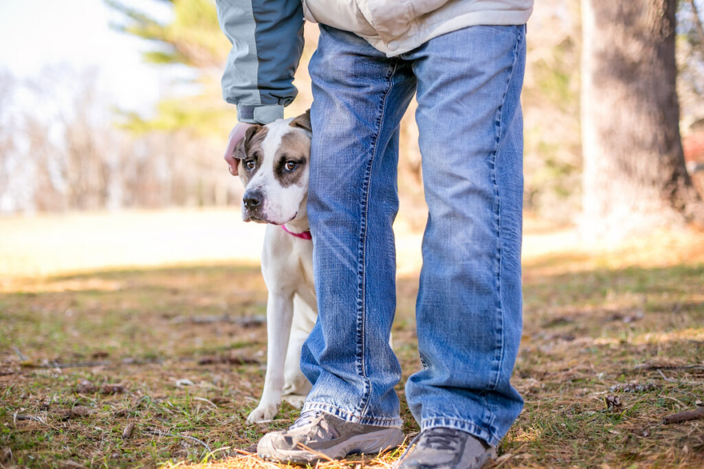 Un chien est collé aux jambes de son propriétaire qui le caresse pour le rassurer.