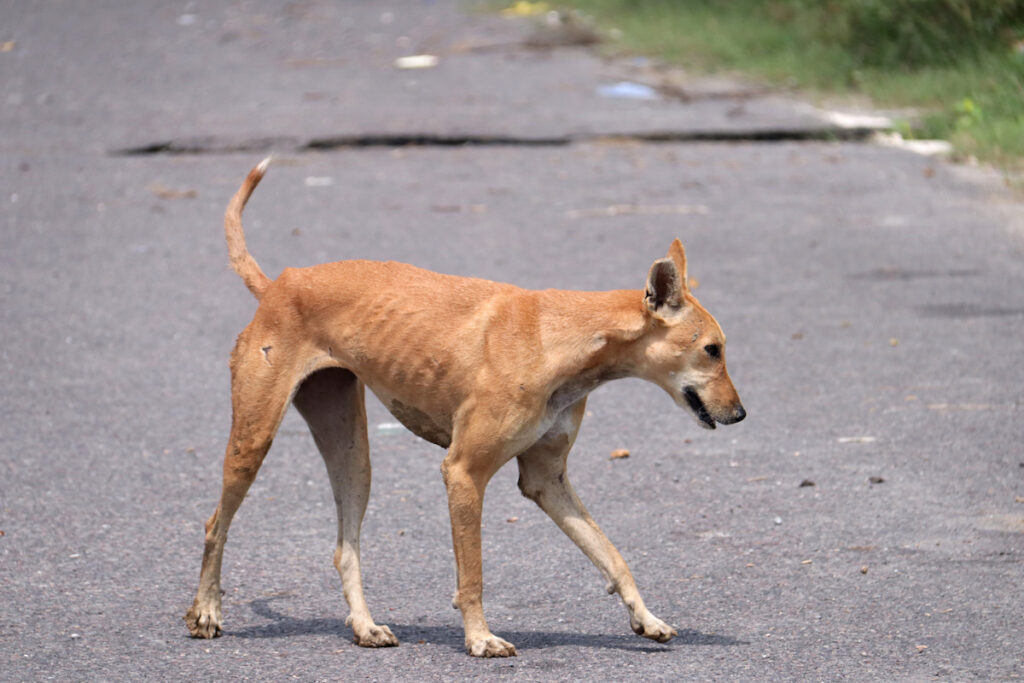 Un chien errant marche sur le bitume. Il est maigre ses côtes sont visibles. Il devrait être vacciné contre la rage.