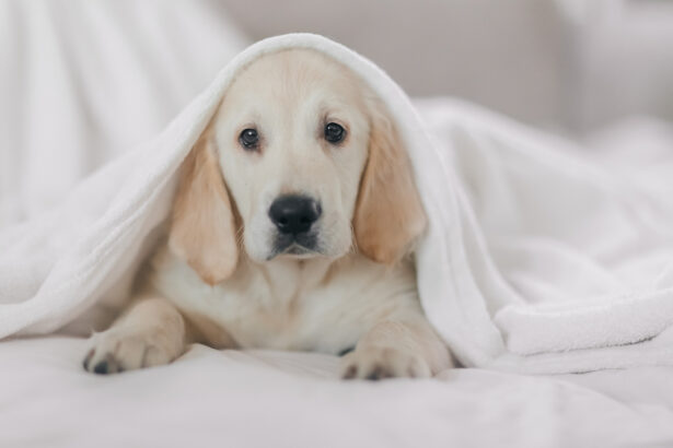 Un chiot golden retriever est couché sur un lit avec une couverture sur sa tête