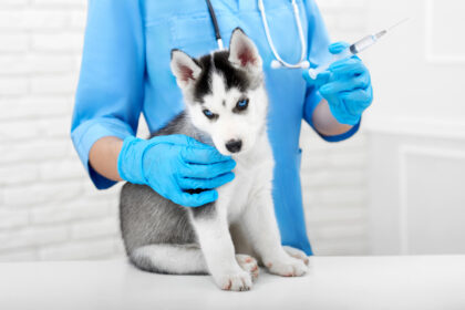 Un chiot husky assis sur une table d'auscultation et collé à une vétérinaire. Elle pose une main sur le chiot, l'autre main tient une seringue levée vers le plafond.