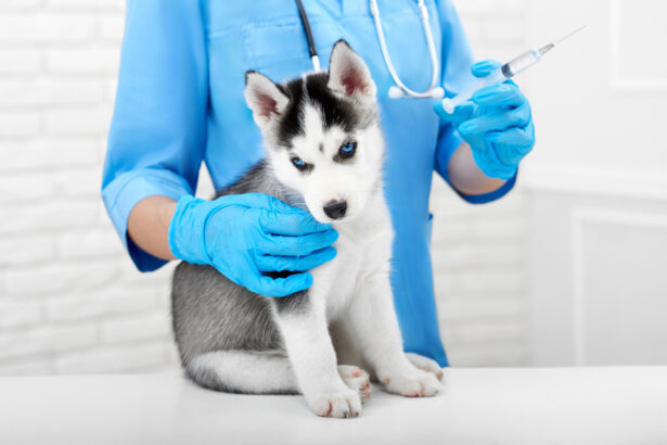 Un chiot husky assis sur une table d'auscultation et collé à une vétérinaire. Elle pose une main sur le chiot, l'autre main tient une seringue levée vers le plafond.